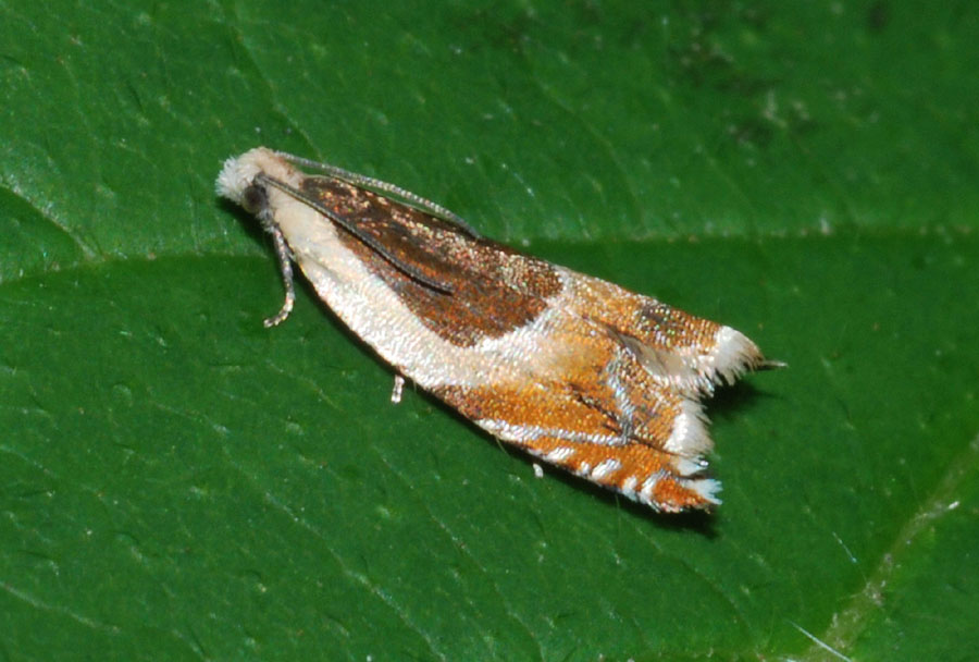 Tortricidae 5